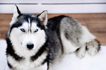 Beautiful cute husky lying on carpet in room