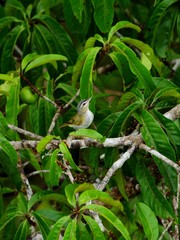 Viréo aux yeux rouges
