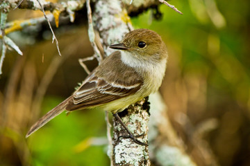 Yellow warbler bird in the Galapagos islands