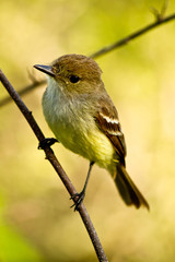 Yellow warbler bird in the Galapagos islands