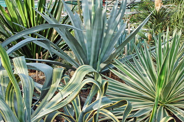 Green succulent plant agave in botanical garden