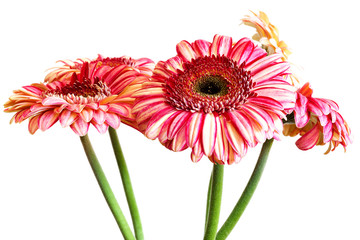 Pink and white striped gerbera daisies. Close up solated