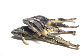 frog isolated on white background