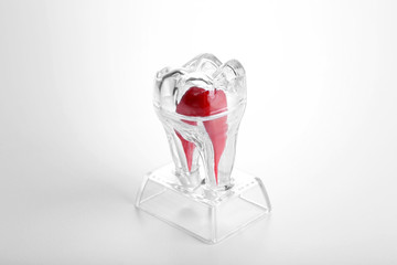 Human tooth model isolated on white