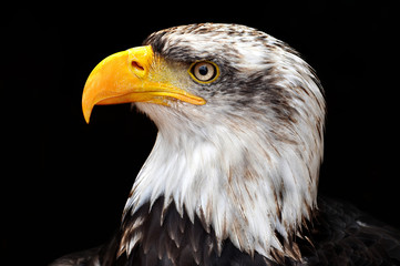 Bald Eagle - Haliaeetus leucocephalus