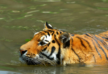 Fototapeta na wymiar Siberian Tiger in water