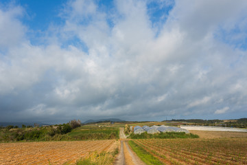南国のパイナップル畑