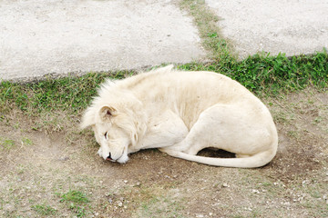 Sleeping white lion, Safari Park Taigan (lions Park), Crimea.