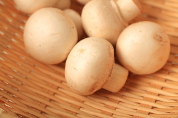 マッシュルーム