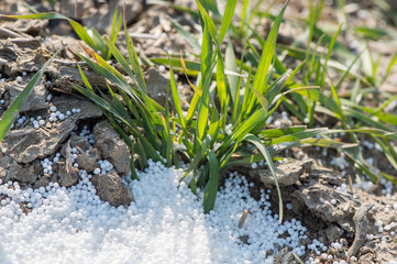 Fertilizing