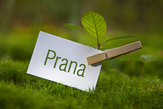 Prana
