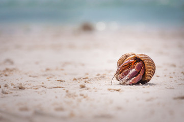 Hermit Crab soft focus, shallow focus