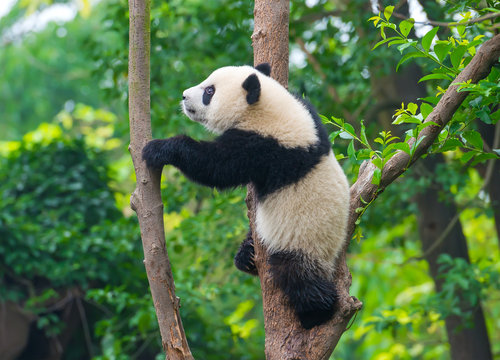 Fototapeta Playful panda bear climbing tree