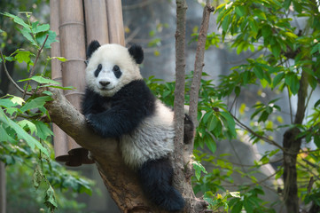 Ours panda dans l& 39 arbre