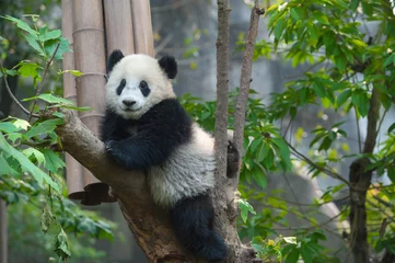 Stickers pour porte Panda Ours panda dans l& 39 arbre