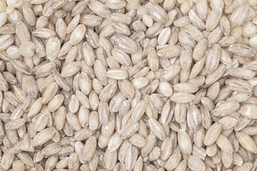 Close up pearl barley rice background