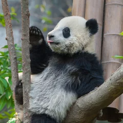 Crédence de cuisine en verre imprimé Panda Ours panda mignon assis dans l& 39 arbre