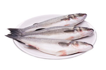 fresh seabass fish