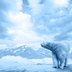 Ours polaire arctique, Ursus maritimus