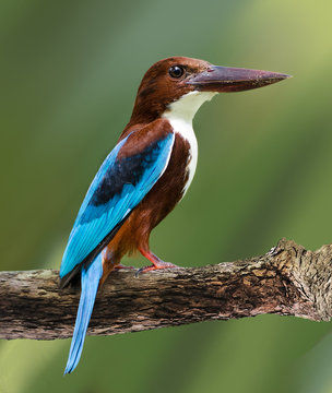 bird of Sri Lanka