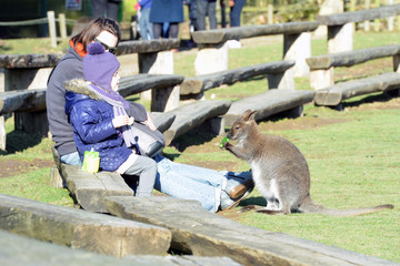 wallaby