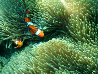 Naklejka na ściany i meble The Nemo Cartoon Fish in underwater by Snorkeling