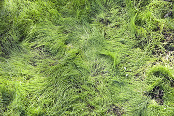 Detail of green grass