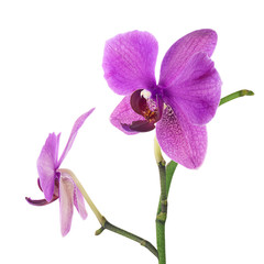 Blooming twig of purple orchid isolated on white background.