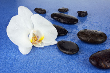 Fototapeta na wymiar Black spa stones and white orchid flowers over blue background.