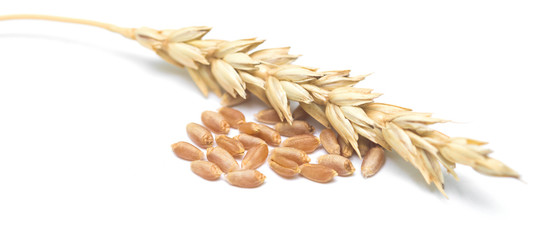 wheat ears and grain