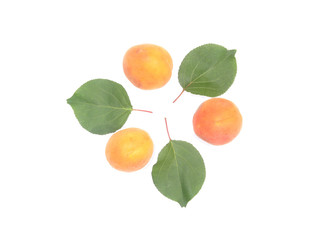 Абрикос и листья по кругу