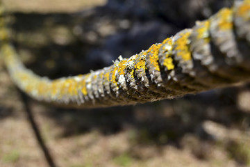 Detail of a rope covered by moss