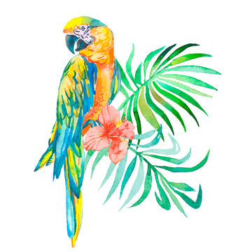 Tropical birds isolated on white background. Macaws. Art.