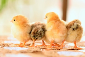 Baby chicken one day old