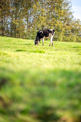 Black and White Adult Cow Grazing at the Pasture