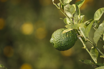 Green Lemon on a branch, background blurred