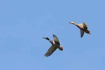 Mallard, Anas platyrhynchos