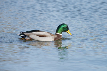 Fototapeta premium Mallard, Anas platyrhynchos