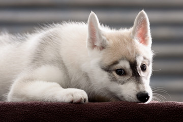 Fototapeta premium portrait of Siberian Husky puppy