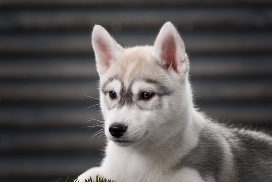 Siberian Husky puppy outdoors, 6 weeks old
