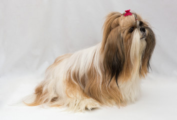Small dog breeds Shih Tzu