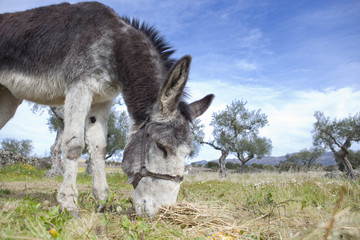 Donkey grazing closeup