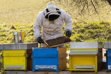 Beekeeper at work