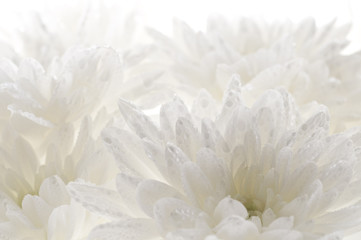 White fresh beautiful chrysanthemums abstract background