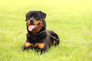 Fototapeta premium Rottweiler 5