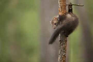 Beech Marten