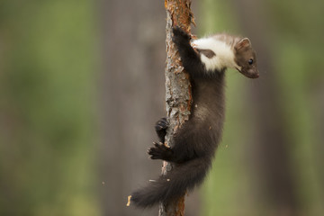 Beech Marten