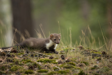 Beech Marten