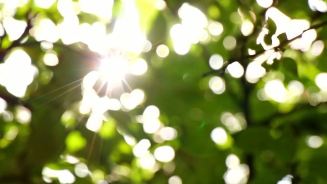 Sunlight Solar Power Through Green 3