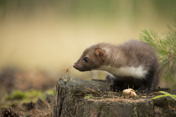 Beech Marten